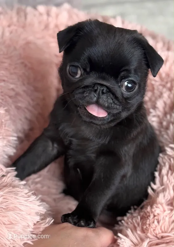 Pug – Pug puppy for sale in Fountain Valley, CA