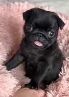 Pug, a female Pug for sale in Fountain Valley, CA – 1 of 1