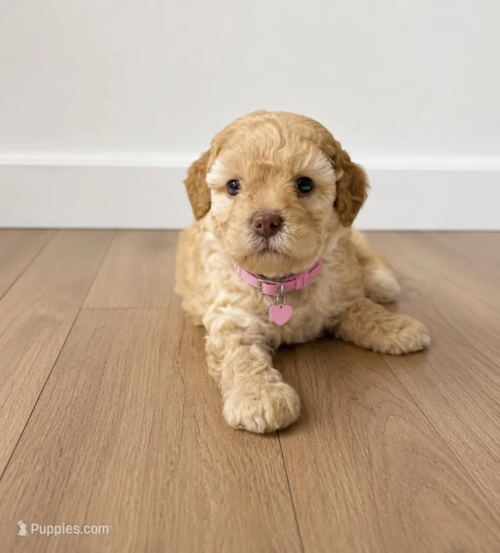 Maltipoo – Maltipoo puppy for sale in Fountain Valley, CA