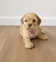 Maltipoo, a female Maltipoo for sale in Fountain Valley, CA – 1 of 1
