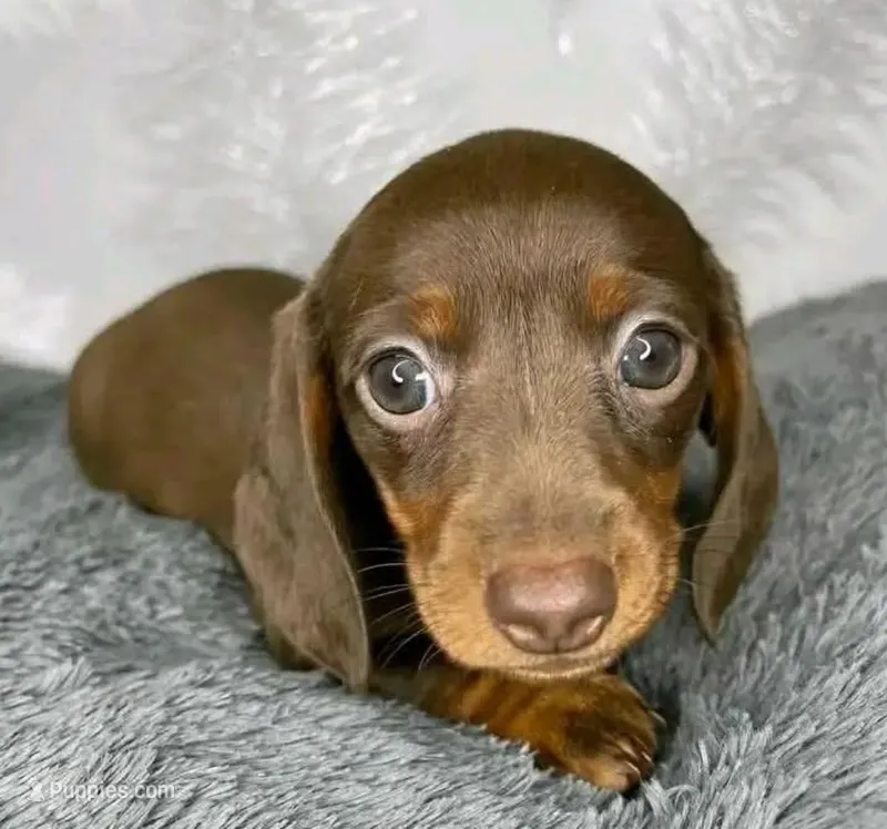 Hersheys – Miniature Dachshund puppy for sale in Santa Fe Springs, CA