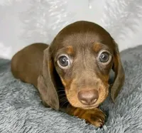 Hersheys, a male Miniature Dachshund for sale in Santa Fe Springs, CA – 1 of 2