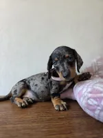 Luna , a female Miniature Dachshund for sale in Fountain Valley, CA – 4 of 4