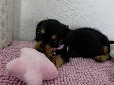 Miniature dachshund , a female Miniature Dachshund for sale in Fountain Valley, CA – 3 of 7