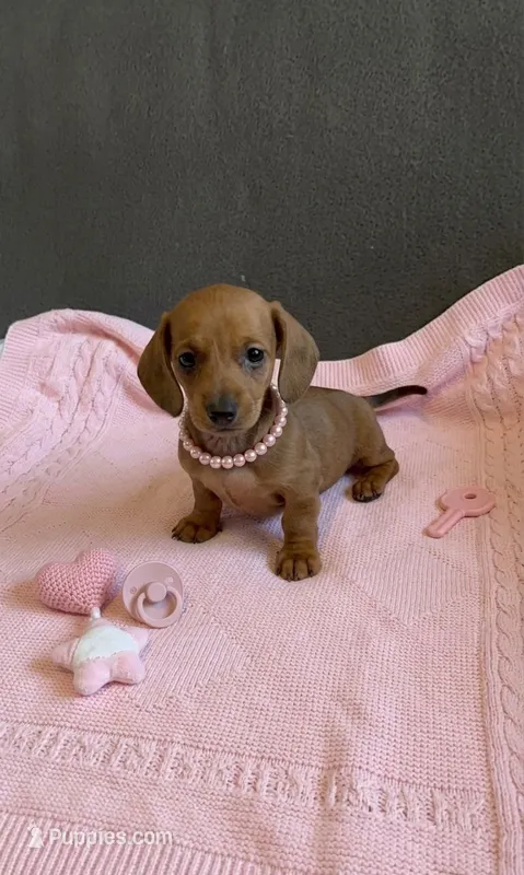 Dachshund Miniature  – Miniature Dachshund puppy for sale in Fountain Valley, CA