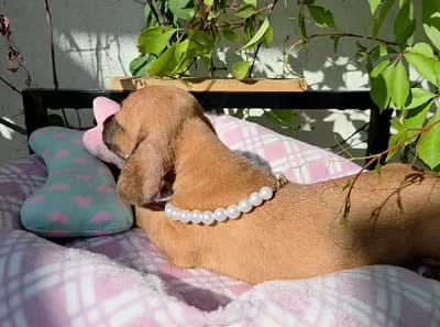 Dachshund miniature , a female Miniature Dachshund for sale in Fountain Valley, CA – 4 of 5