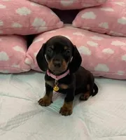 Lola, a female Miniature Dachshund for sale in Fountain Valley, CA – 1 of 1