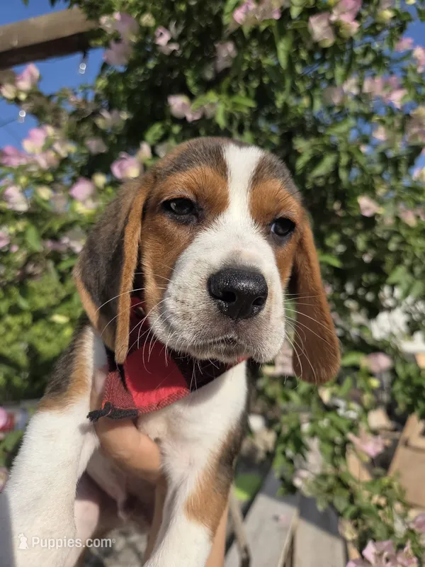 Beagle  – Beagle puppy for sale in Fountain Valley, CA