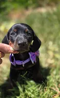 Miniature dachshund, a female Miniature Dachshund for sale in Fountain Valley, CA – 3 of 4
