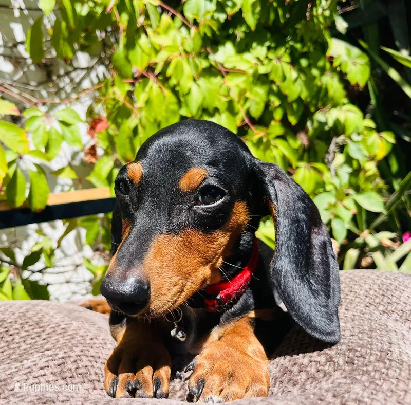 Dachshund – Dachshund puppy for sale in Fountain Valley, CA