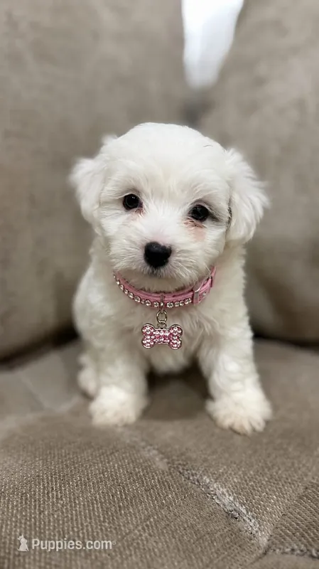 Maltés  – Maltese puppy for sale in Fountain Valley, CA