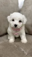 Maltés , a male Maltese for sale in Fountain Valley, CA – 1 of 1