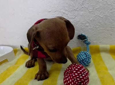  Miniature dachshund , a male Miniature Dachshund for sale in Fountain Valley, CA – 4 of 4