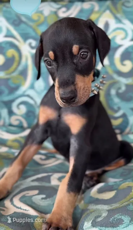 Doberman Pinscher  – Doberman Pinscher puppy for sale in Fountain Valley, CA