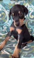 Doberman Pinscher , a male Doberman Pinscher for sale in Fountain Valley, CA – 1 of 1