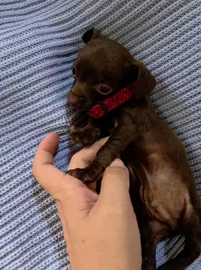 teacup chihuahua, a male Chihuahua for sale in Santa Fe Springs, CA – 4 of 4