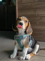 Zeus , a male Beagle for sale in Santa Fe Springs, CA – 2 of 3