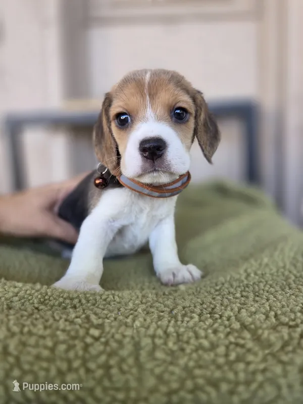 Beagle  – Beagle puppy for sale in Fountain Valley, CA