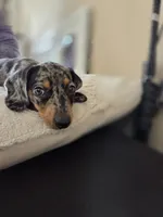 Dominic , a male Miniature Dachshund for sale in Fountain Valley, CA – 4 of 4