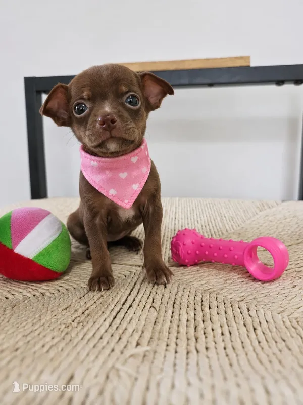 Chihuahua  – Chihuahua puppy for sale in Fountain Valley, CA