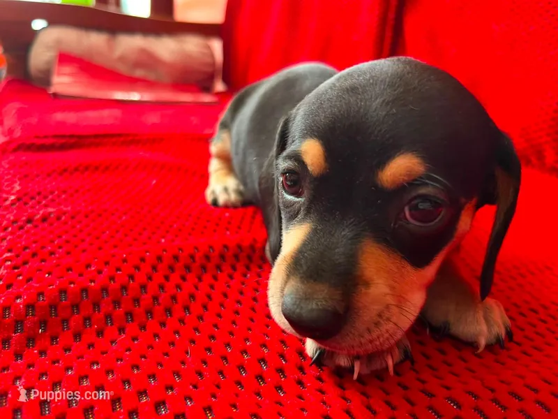 Dachshund miniature   – Miniature Dachshund puppy for sale in Fountain Valley, CA
