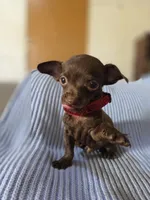 teacup chihuahua, a male Chihuahua for sale in Santa Fe Springs, CA – 3 of 4