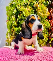  Basset hound, a female Basset Hound for sale in Fountain Valley, CA – 4 of 4