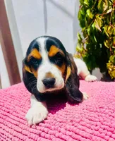  Basset hound, a female Basset Hound for sale in Fountain Valley, CA – 3 of 4