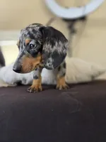 Dominic , a male Miniature Dachshund for sale in Fountain Valley, CA – 3 of 4