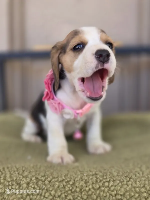 Bella – Beagle puppy for sale in Santa Fe Springs, CA