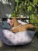 Dachshund miniature , a female Miniature Dachshund for sale in Fountain Valley, CA – 3 of 5