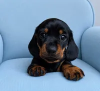 Dachshund Miniature, a male Miniature Dachshund for sale in Fountain Valley, CA – 1 of 1