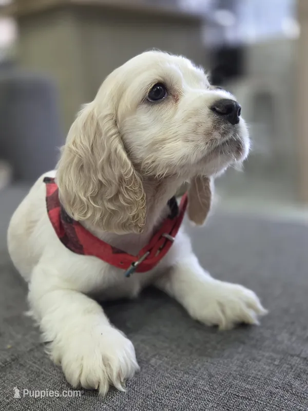 English cocker spaniel , a male English Cocker Spaniel for sale in Fountain Valley, CA – 1 of 3
