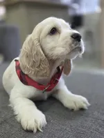 English cocker spaniel , a male English Cocker Spaniel for sale in Fountain Valley, CA – 1 of 3
