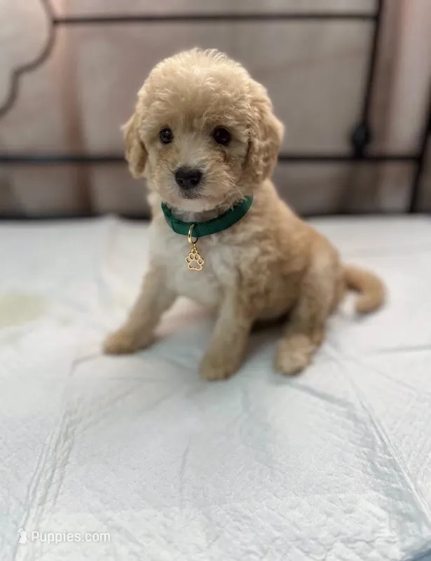 Buddy  – Maltipoo puppy for sale in Santa Fe Springs, CA