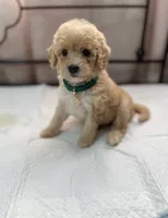 Buddy , a male Maltipoo for sale in Santa Fe Springs, CA – 1 of 1