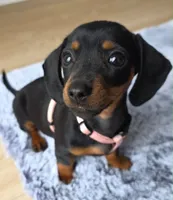 Miniature Dachshund  , a female Miniature Dachshund for sale in Fountain Valley, CA – 2 of 3
