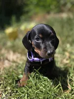 Dachshund miniature , a female Miniature Dachshund for sale in Fountain Valley, CA – 2 of 4