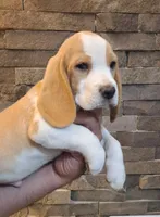 Beagle, a male Beagle for sale in Fountain Valley, CA – 1 of 1