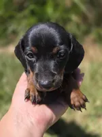 Miniature dachshund, a female Miniature Dachshund for sale in Fountain Valley, CA – 2 of 4