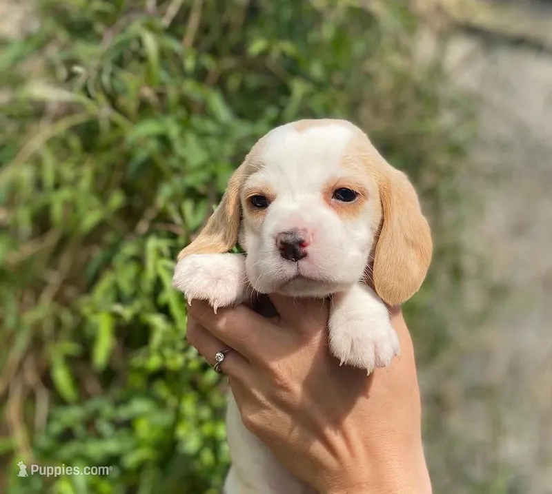 Archie   – Beagle puppy for sale in Fountain Valley, CA
