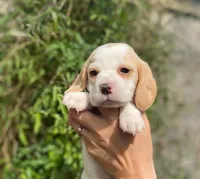 Archie  , a male Beagle for sale in Fountain Valley, CA – 1 of 2