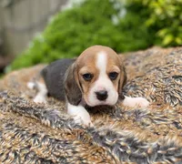 Davinci , a male Beagle for sale in Fountain Valley, CA – 1 of 1