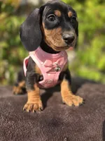 Frida, a female Dachshund for sale in Fountain Valley, CA – 1 of 3