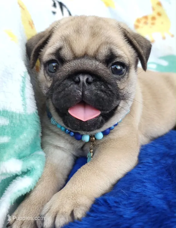 Pug – Pug puppy for sale in Fountain Valley, CA