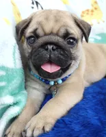 Pug, a male Pug for sale in Fountain Valley, CA – 1 of 3