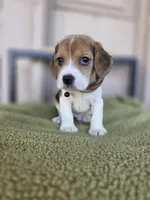 Beagle , a male Beagle for sale in Fountain Valley, CA – 2 of 3