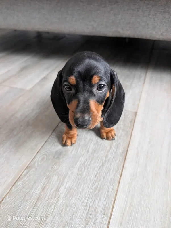 Dachshund Miniature  – Miniature Dachshund puppy for sale in Fountain Valley, CA