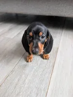 Dachshund Miniature , a male Miniature Dachshund for sale in Fountain Valley, CA – 1 of 3