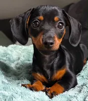 miniature dachshund , a male Miniature Dachshund for sale in Fountain Valley, CA – 1 of 2